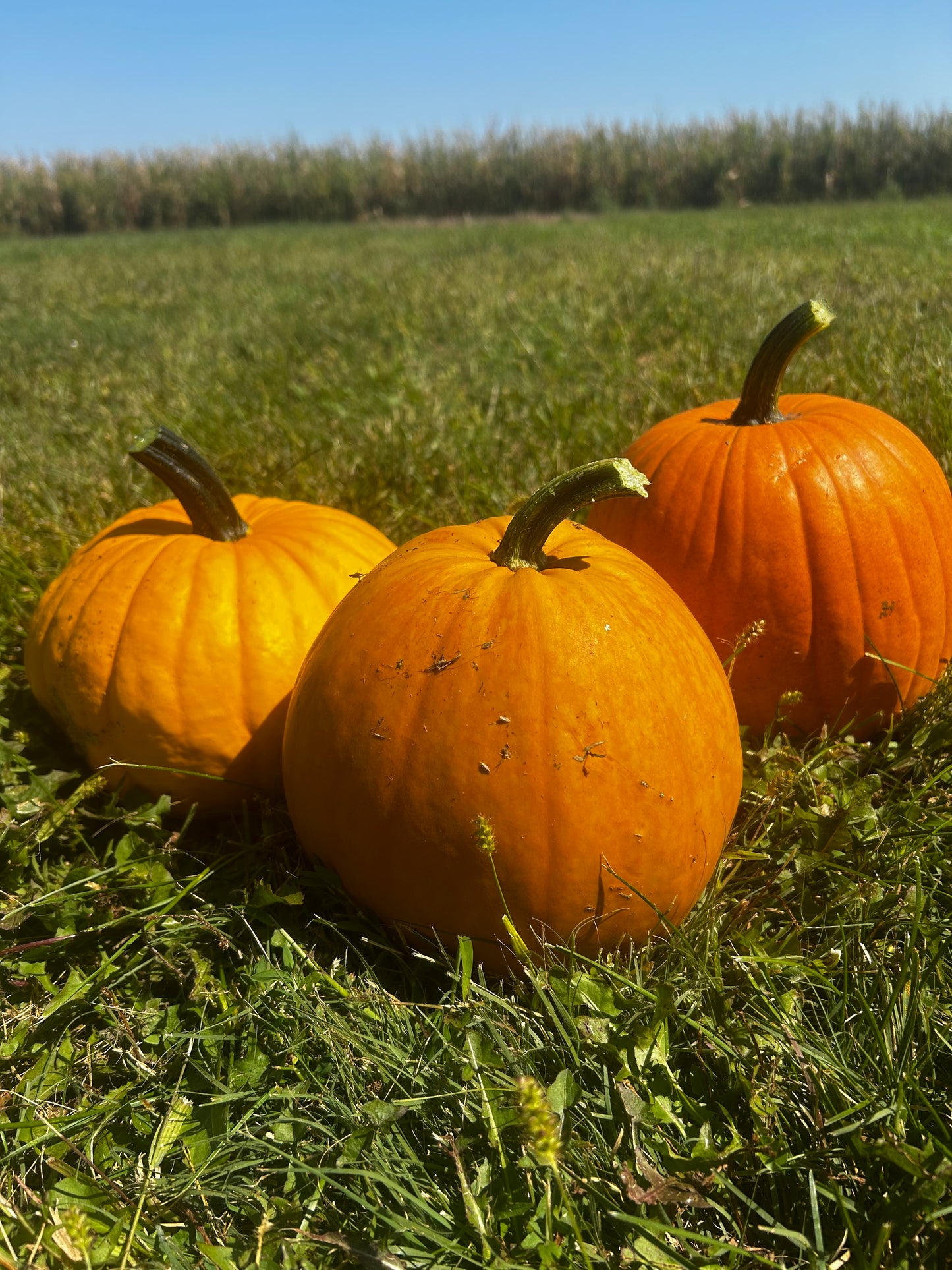 Hey Pumpkin
