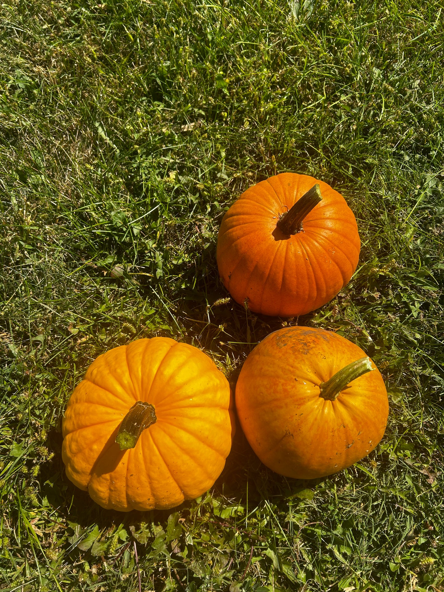 Hey Pumpkin