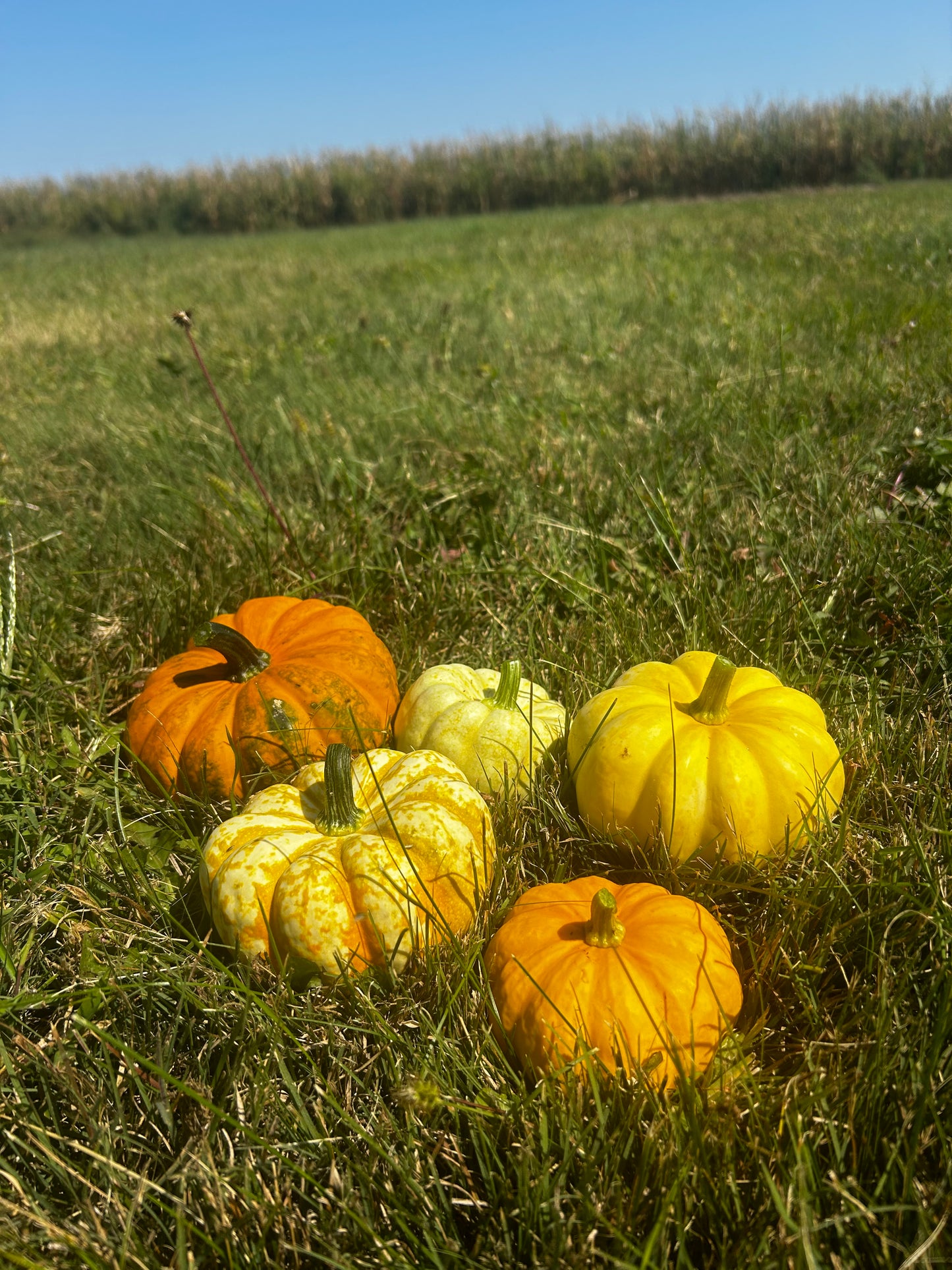 Hey Pumpkin