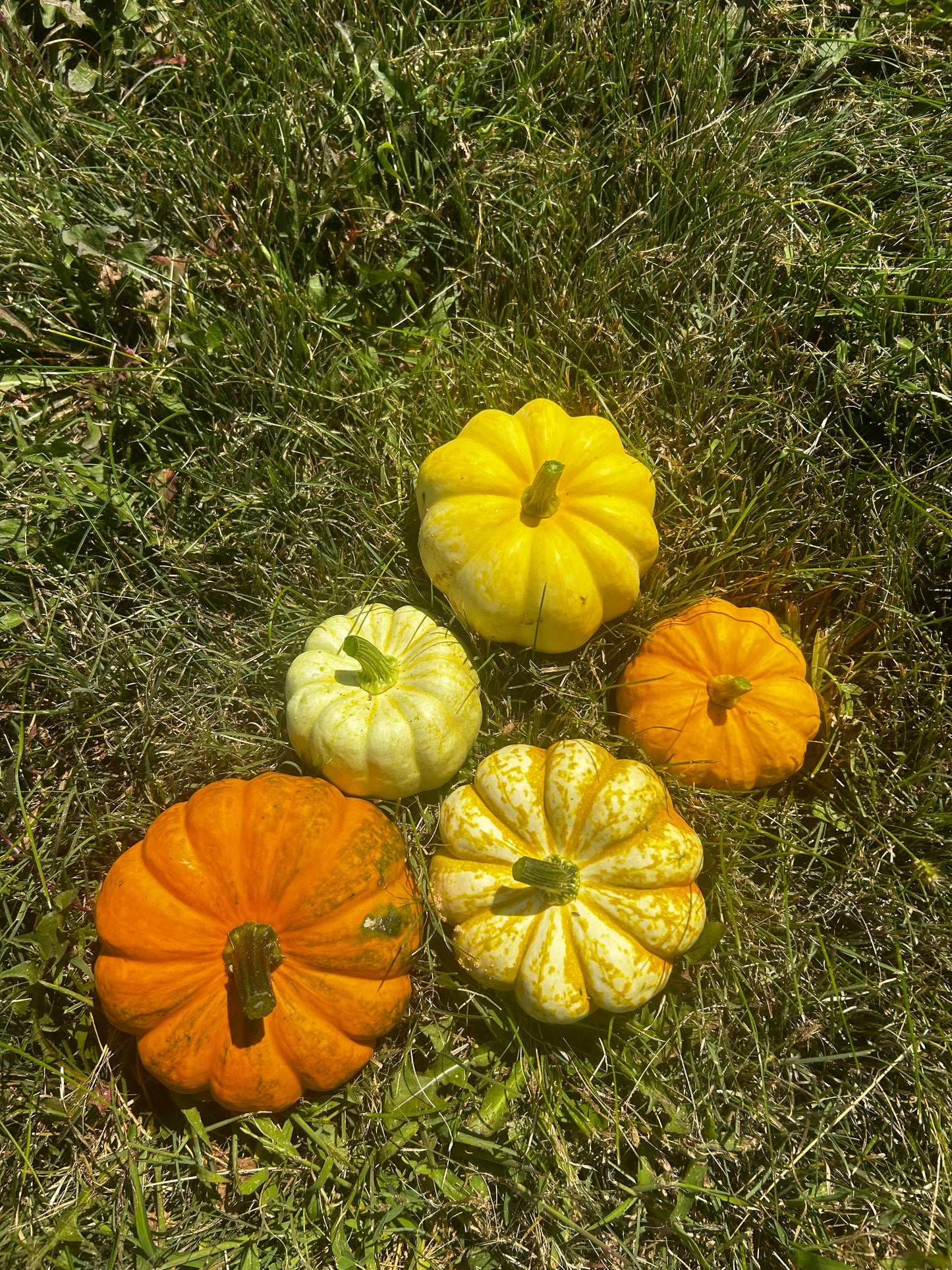 Hey Pumpkin