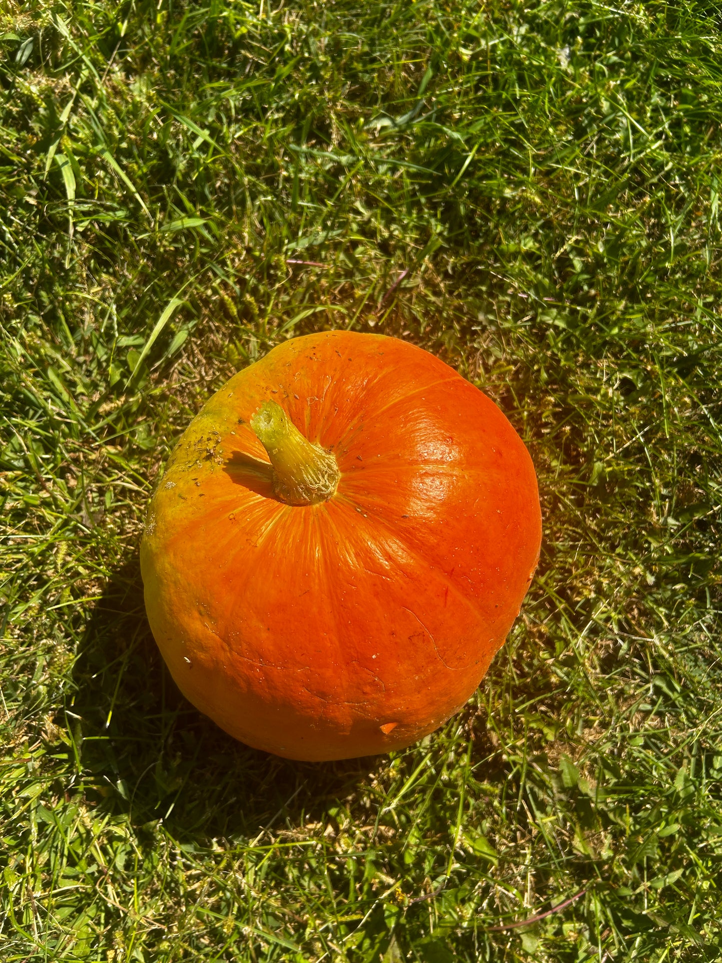 Hey Pumpkin