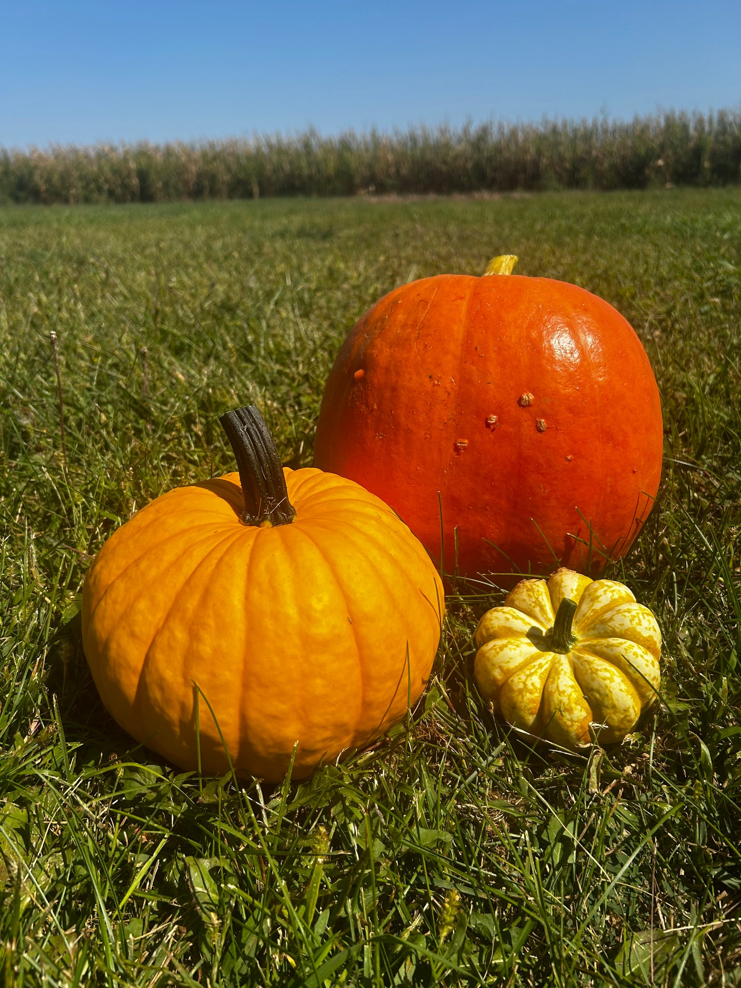 Hey Pumpkin