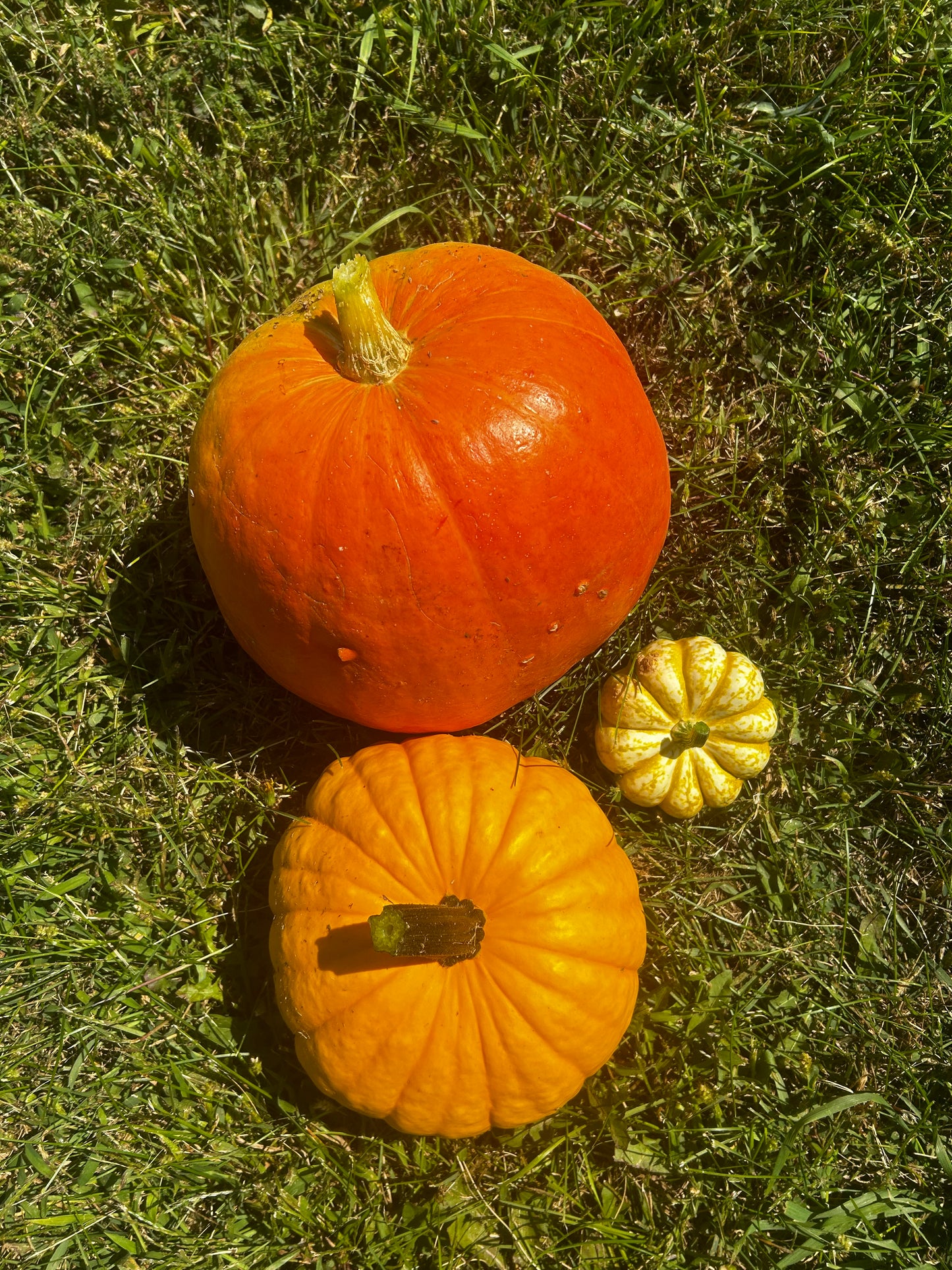 Hey Pumpkin