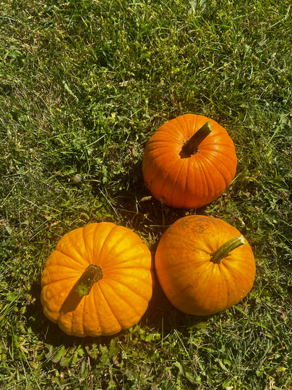 Hey Pumpkin