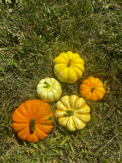 Hey Pumpkin