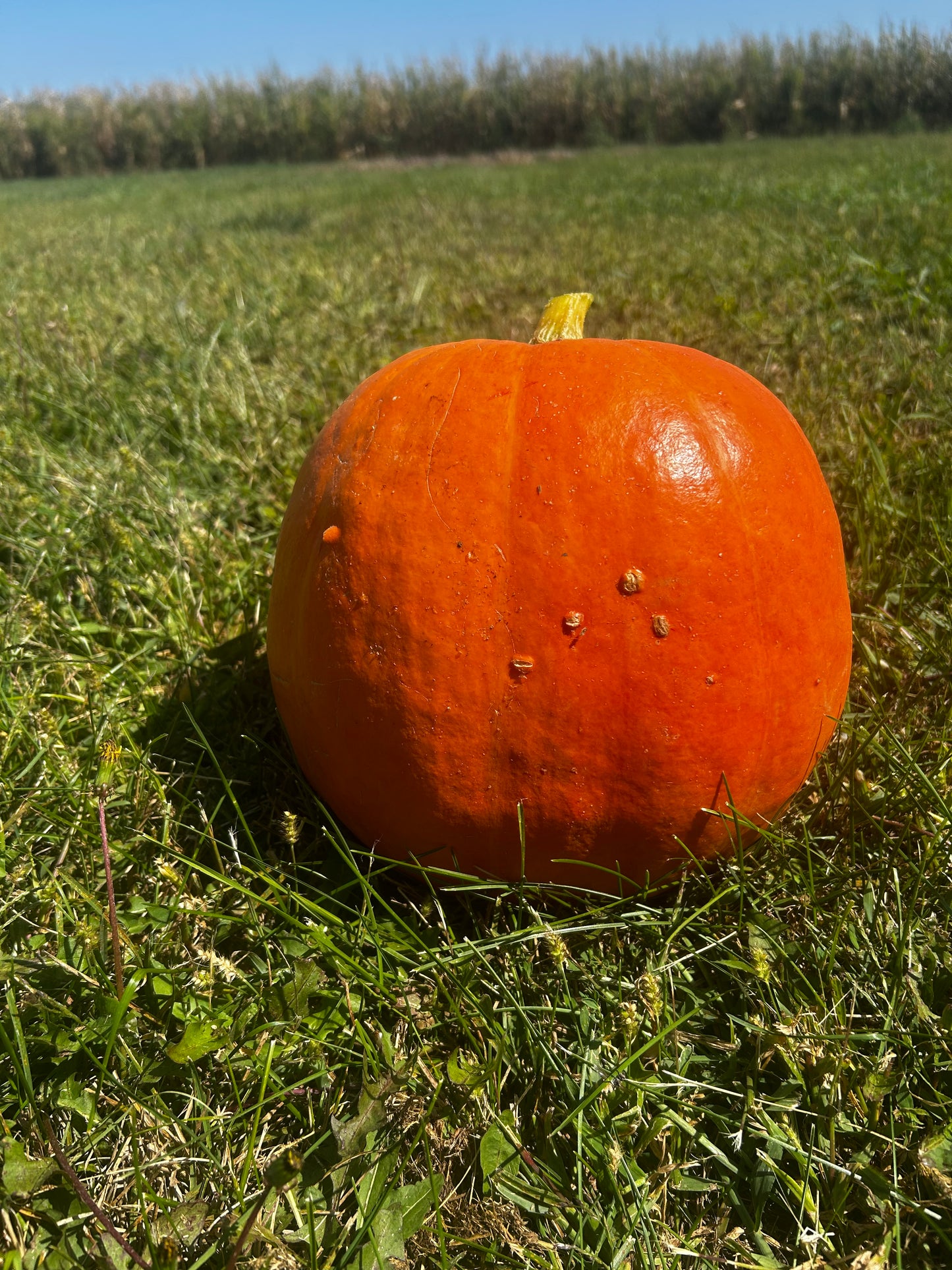 Hey Pumpkin