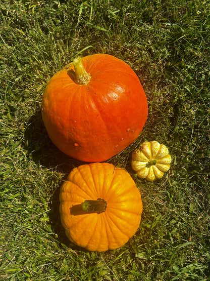 Hey Pumpkin